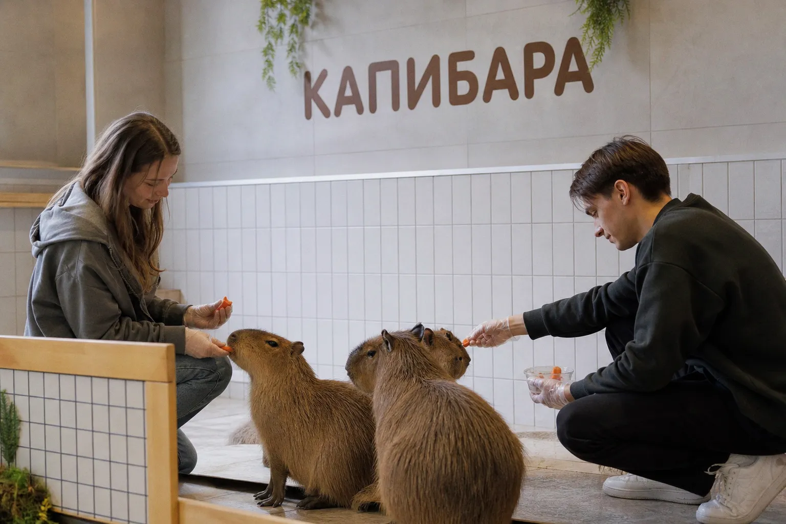 Где в Москве пообщаться с капибарами: обзор популярных антикафе